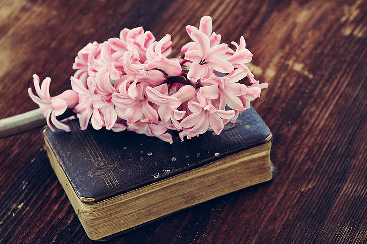 hyacinth, flower, flowers, pink, spring flower, book, old book