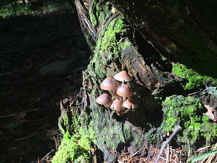 mushrooms, underwood, autumn, forest, cavanaugh, nature, autumn woods