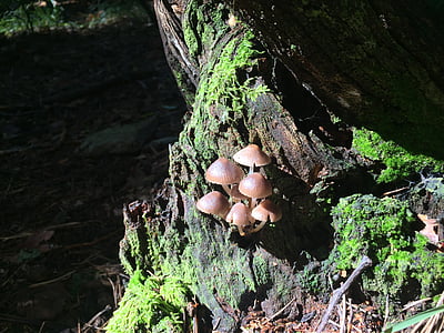 funghi, Underwood, autunno, foresta, Cavanaugh, natura, boschi autunnali