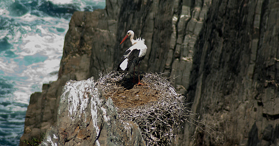 portugal, stork, nest, cliff, bird