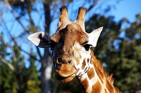 girafa, Retrat, responsable, cara, mamífer, boca, orelles