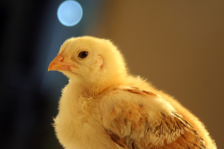 frango, animal de estimação, pena