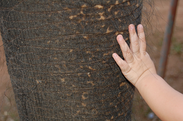 elephant, baby, toddler, texture, skin, smooth, sweet