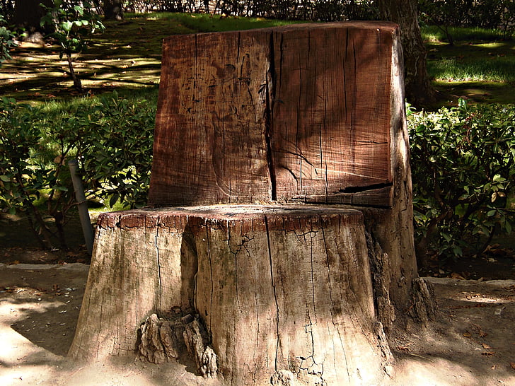 trunk, cut, park, sun, rest, curious, wood