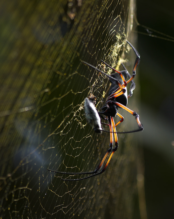pajek, pajčevino, narave, omrežje, blizu, insektov, živali