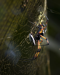 laba-laba, Cobweb, alam, Jaringan, Tutup, serangga, hewan