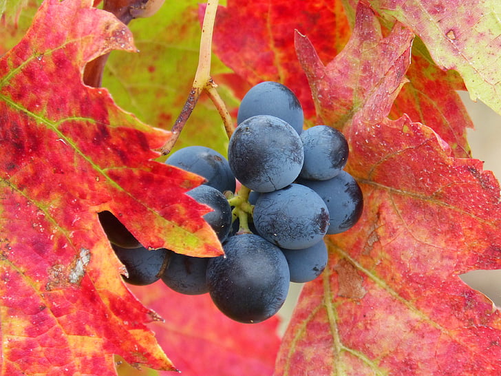 grape, priorat, vineyard, red leaves, autumn, leaf, fruit