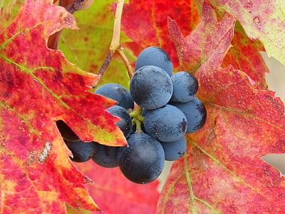 druif, Priorat, wijngaard, rode bladeren, herfst, blad, fruit