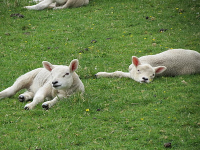 lambs, sheep, farm, animal, nature, livestock, agriculture