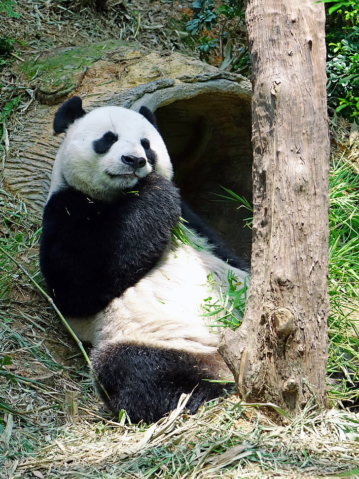 Panda, truet, sjeldne, beskyttet, bambus, nasjonalskatt, dyrehage