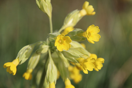 herbàcia que pertany, groc, flor, flor, primavera enotera