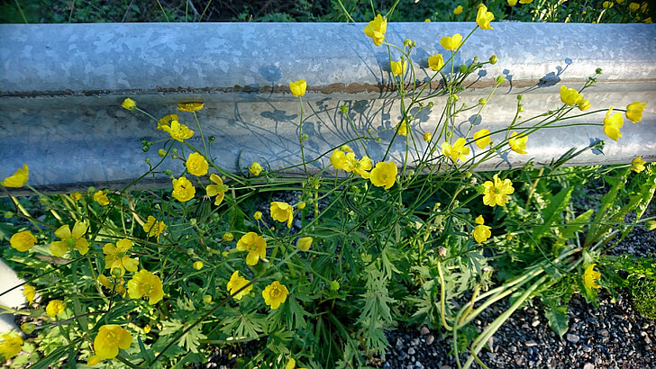 λουλούδια, κίτρινα άνθη, buttercups, θερινό ηλιοστάσιο, το καλοκαίρι, Σουηδία, άνθη το καλοκαίρι