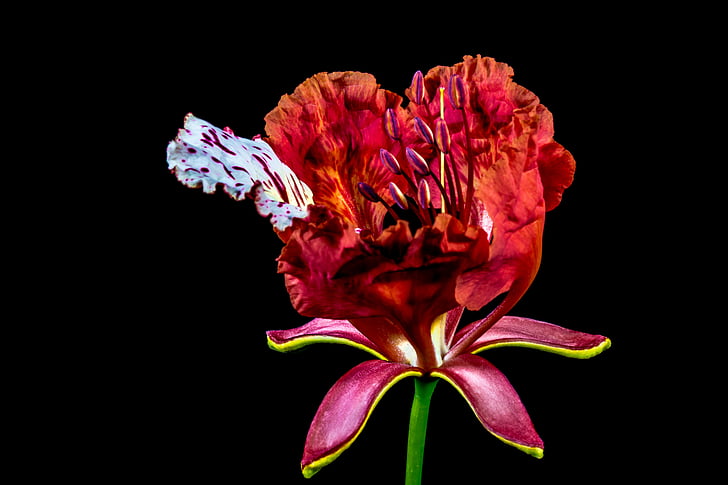 květ, Bloom, červená