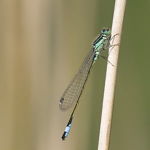 Dragonfly, dospělí, odpočinek, hmyz, Příroda, zvíře, detail