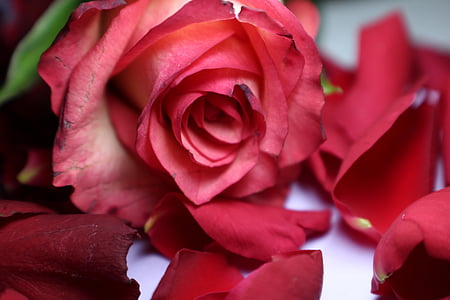 rose petals, loose, rose bloom, rose, flower, multi coloured, beautiful