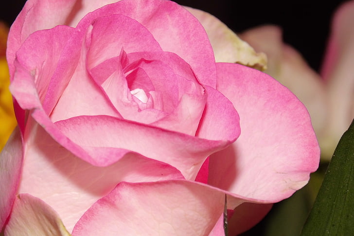 flower, blossom, bloom, rose, pink rose, floribunda, pink color