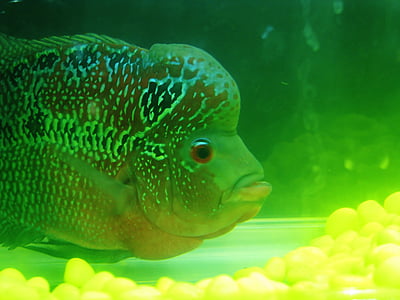poisson, vert, Aquarium, Fish Tank, eau, sous l’eau, animal
