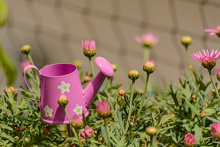 flowers, watering can, casting, pot, water, plant, nature