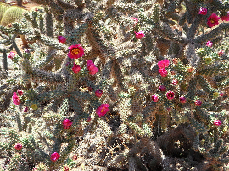 Cactus, kaktus blomma, Bloom, blommor, Rosa, stänk av färg, Blossom