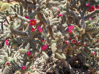 cactus, flor de cactus, flor, flors, Rosa, toc de color, flor