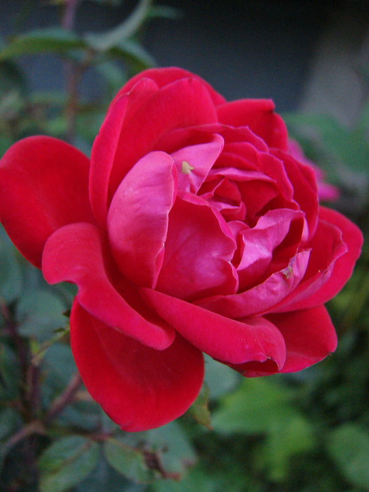 vermell, Rosa, flor, flor, natura, planta, floral