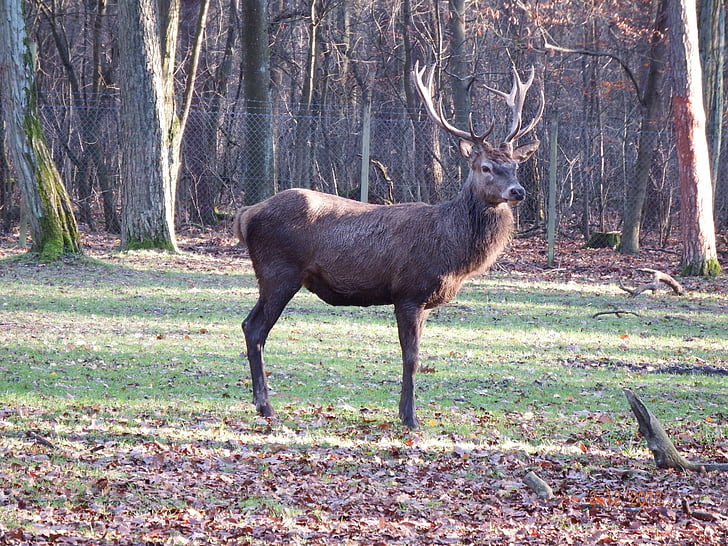 ciervos rojos, otoño, salvaje, caza, forestales, Parque de vida silvestre, noviembre