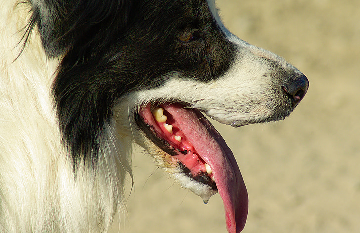 pies, border collie, kaca, język, wyścig