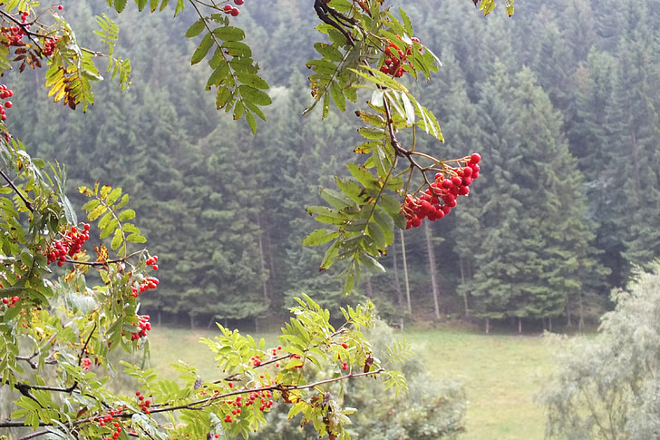 rowanberries, podzimní počasí, bobule, Příroda, strom, herbstregenb