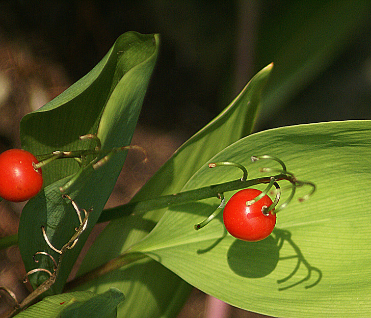 lily of the valley, fruit, autumn, red, fruiting, sprig, foliage