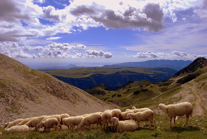 κοπάδι, τοπίο, βουνό, ζώο, σύννεφα, πρόβατα, πράσινο