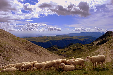 flock, landscape, mountain, animal, clouds, sheep, green