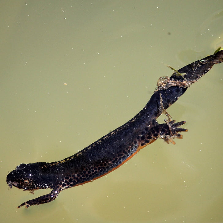 čolka, Salamander, obojživelníkov, newt, vodné, samica, zachovanie