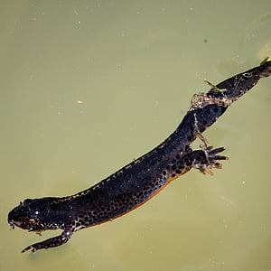 Alpine newt, salamander, wormsalamanders, newt, aquatische, vrouw, instandhouding
