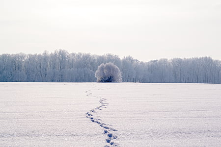 traces, snow, snow lane, footprints, reprint, wintry, footprint