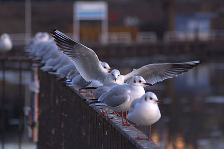 seagull, gulls, berlin, spree, railing, diagonal, bird