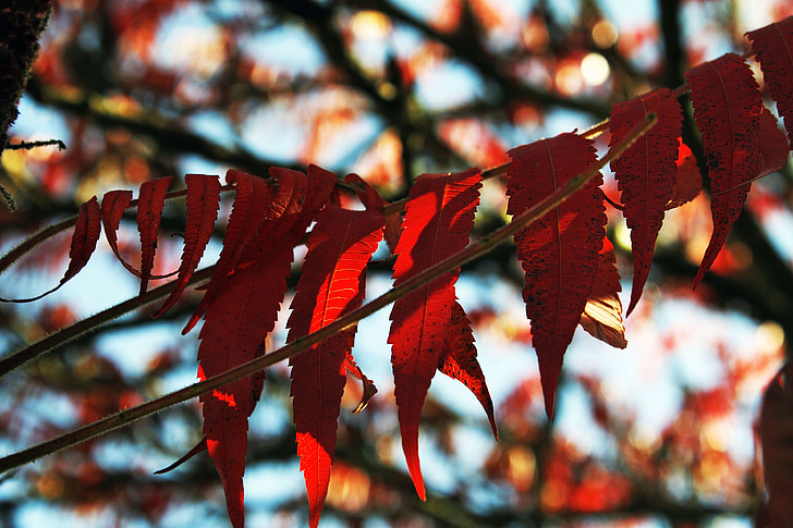 listoví, strom, pobočky, červená, podzim, list, Příroda