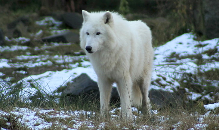 wolf, zoo, forest, canine, mammals, nature, white
