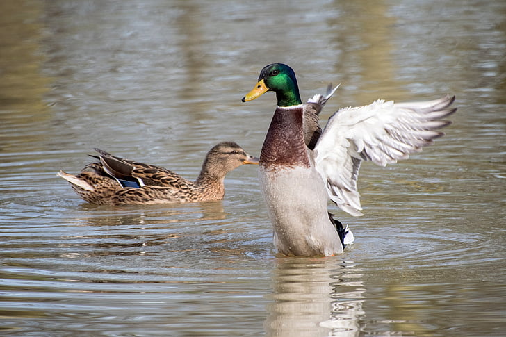 патица, зеленоглава патица, крило, вода, перушина, животни в дивата природа, птица