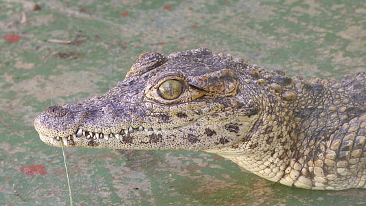 alligator, crocodile, young, animal, scale, panzer, predator