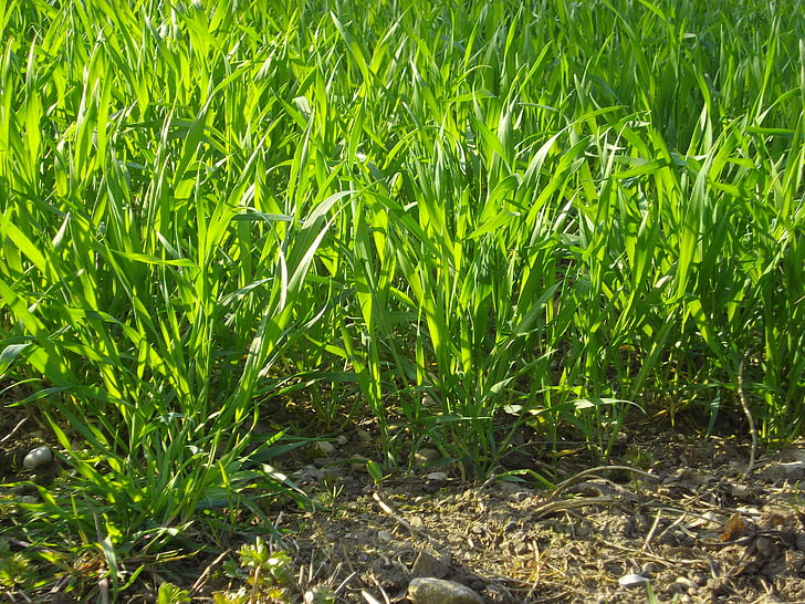 grass, meadow, summer, nature, field