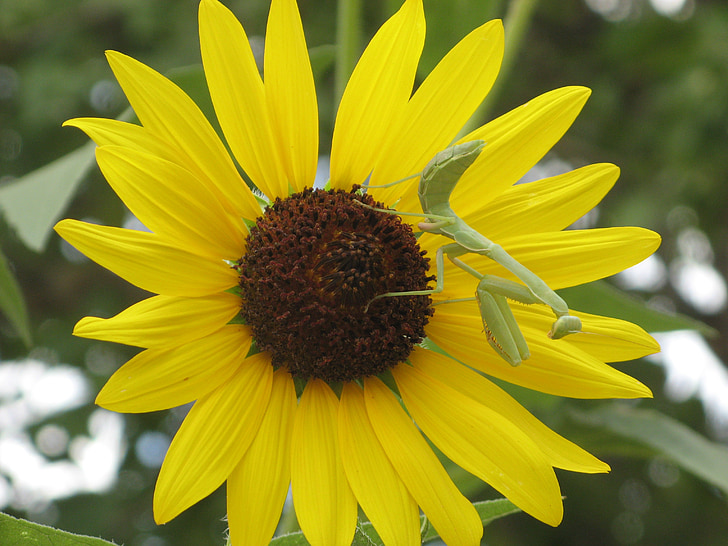 Sun flower, Modliszka, Latem, żółty