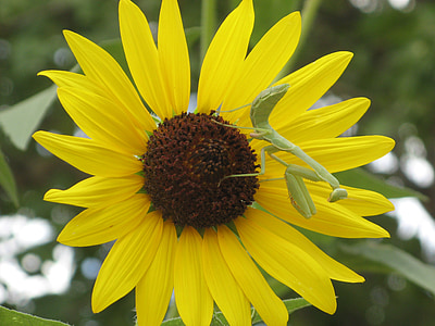 Sun flower, Praying mantis, mùa hè, màu vàng