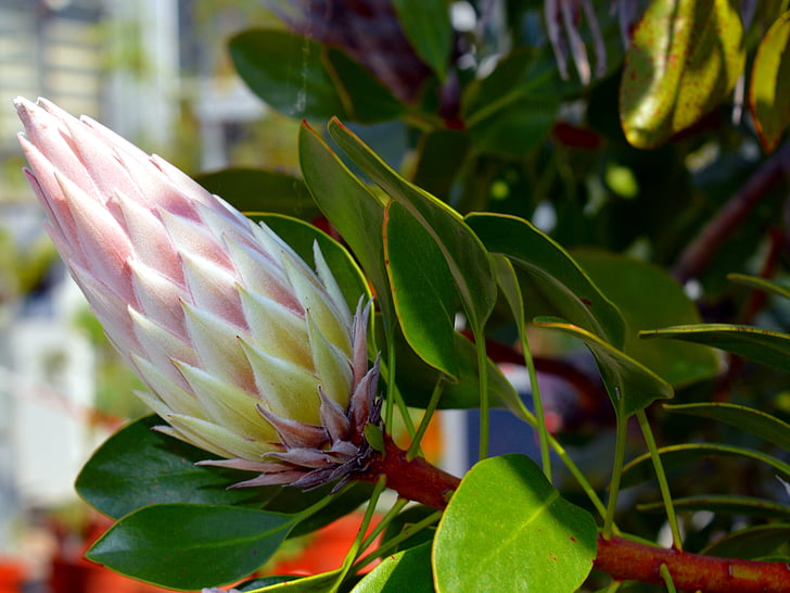Protea, protea del rey, objeto de Protea, arbustos de azúcar, plantas del árbol de plata, flor, floración