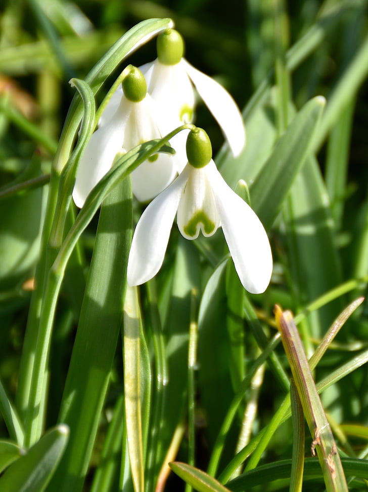 snowdrop, flower, meadow, white, nature, green, grasses