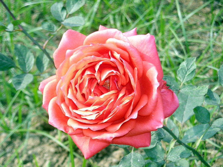 Rosa, flor, natura, Rosa, l'amor