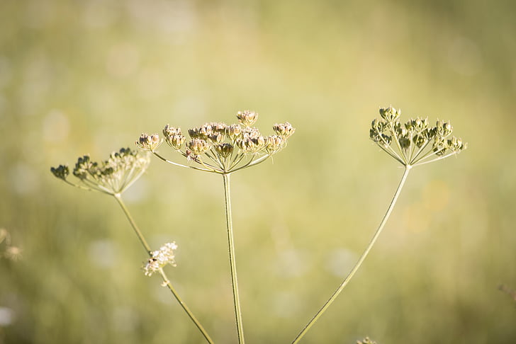 hogweed, plant, meadow, summer, seeds, close, nature
