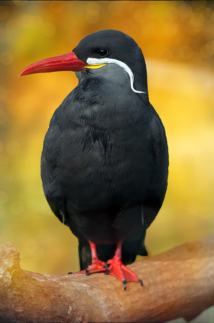 schwalbe, inca tern, black, bird, animal