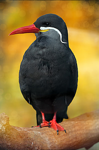 Schwalbe, Trinta-réis-Inca, preto, pássaro, animal
