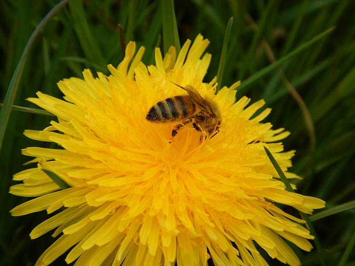 abeja, primavera, amarillo, flor, floración, naturaleza, recoger