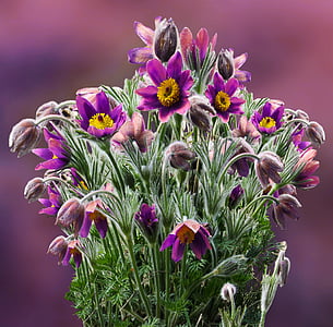 flor, Pulsatilla, primavera, planta, macro, violeta, flor